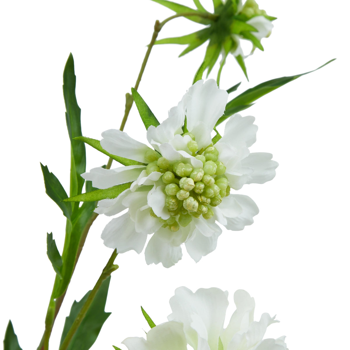 The Natural Garden Collection White Scabious Stem – alternate view 4
