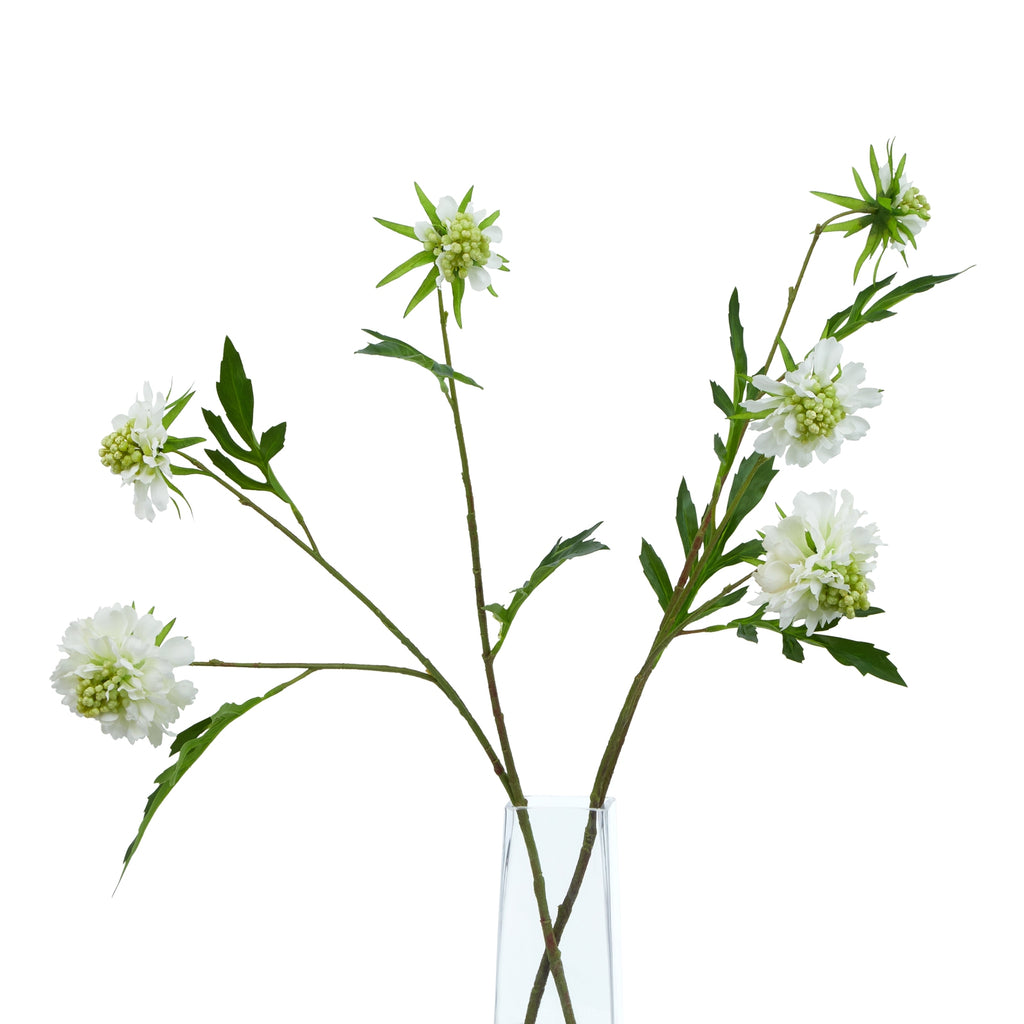The Natural Garden Collection White Scabious Stem – alternate view 5