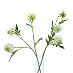 The Natural Garden Collection White Scabious Stem – alternate view 5
