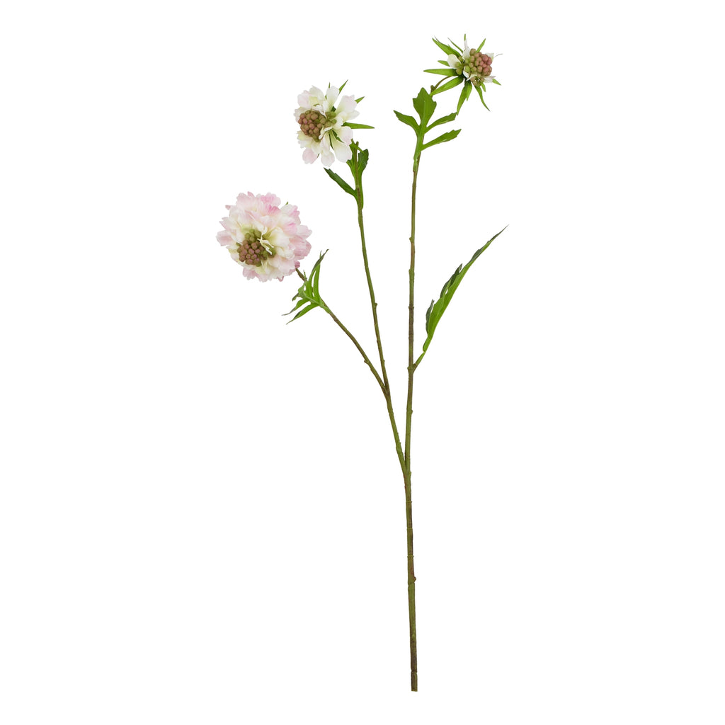 The Natural Garden Collection Pale Pink Scabious Stem – alternate view 3
