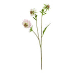 The Natural Garden Collection Pale Pink Scabious Stem – alternate view 3