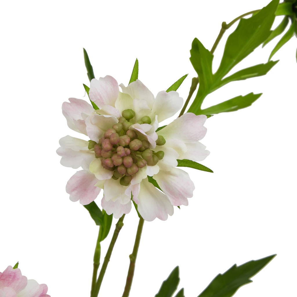 The Natural Garden Collection Pale Pink Scabious Stem – alternate view 4