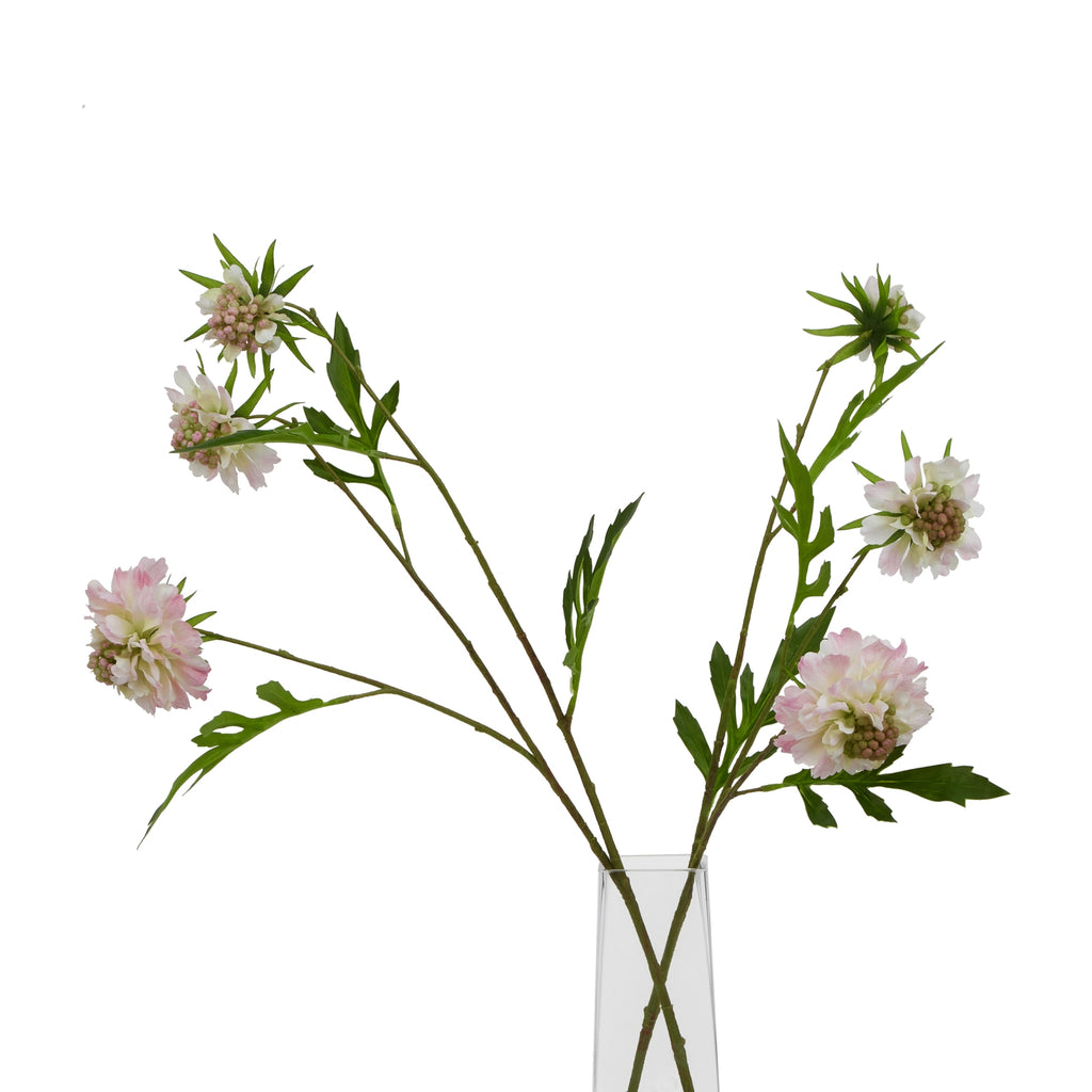 The Natural Garden Collection Pale Pink Scabious Stem – alternate view 5