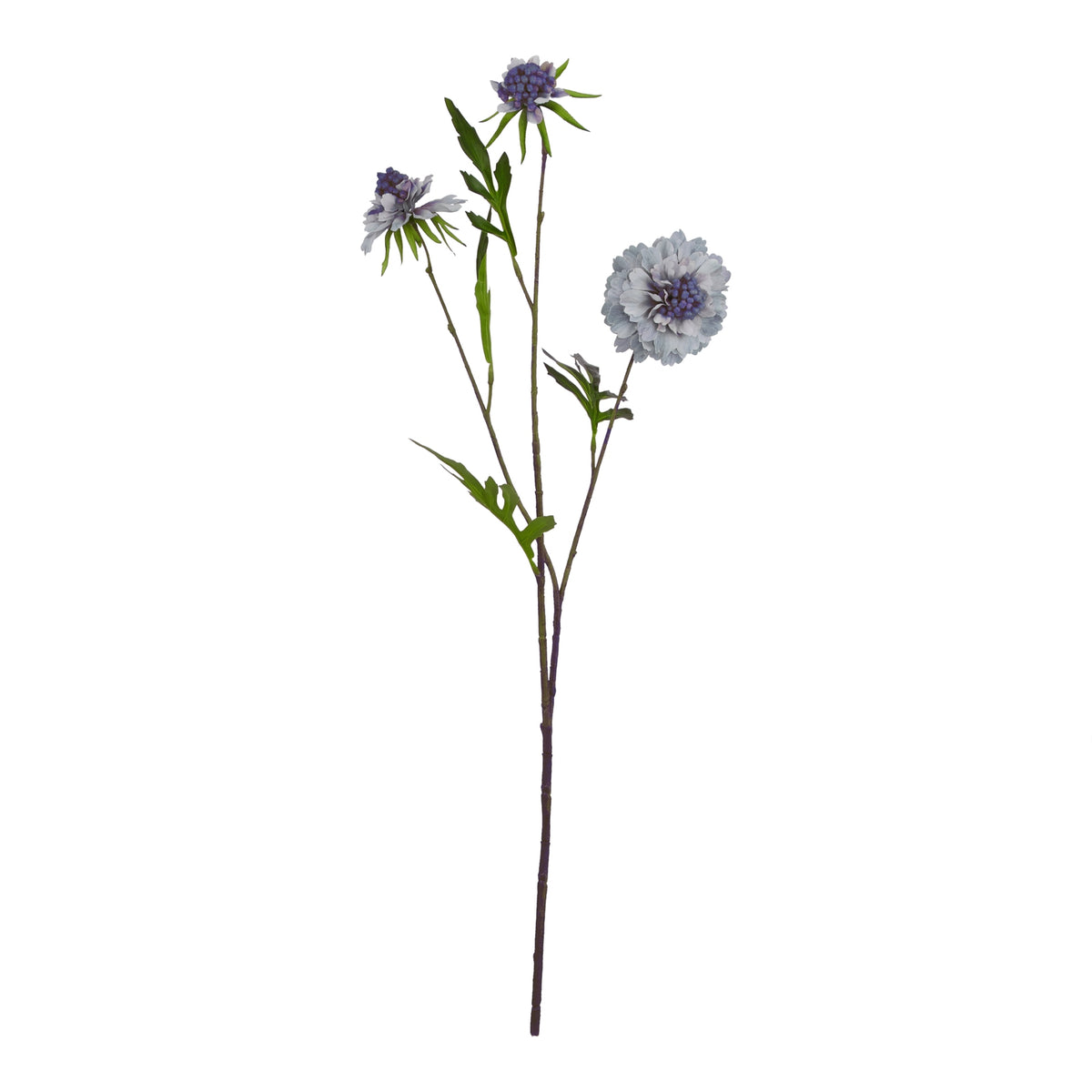 Pale Blue Scabious Stem – alternate view 3
