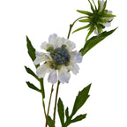 Pale Blue Scabious Stem – alternate view 4