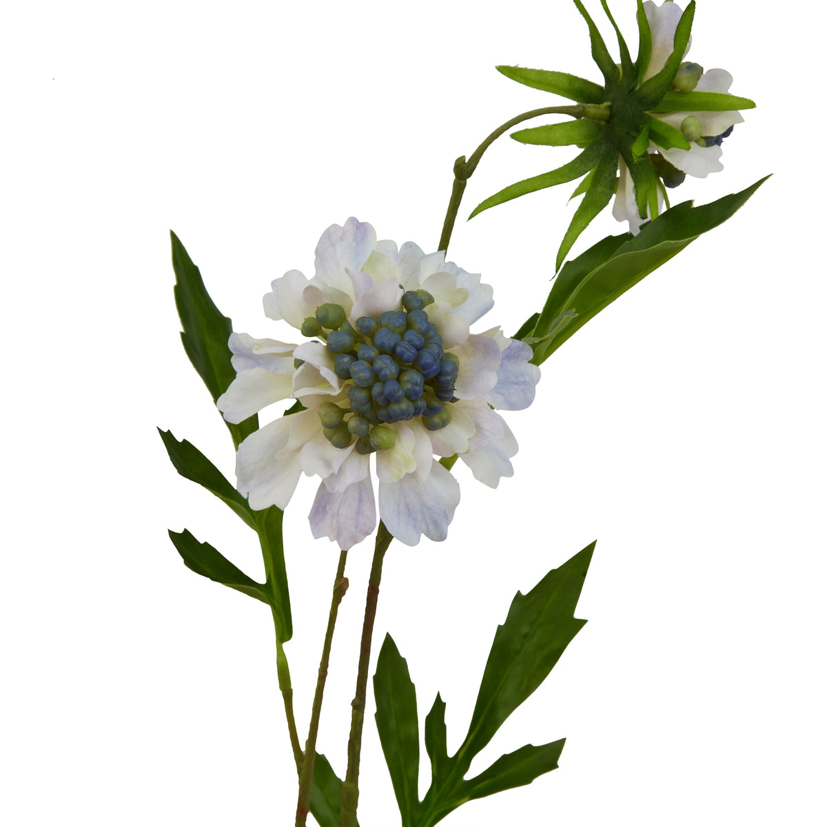 Pale Blue Scabious Stem – alternate view 4