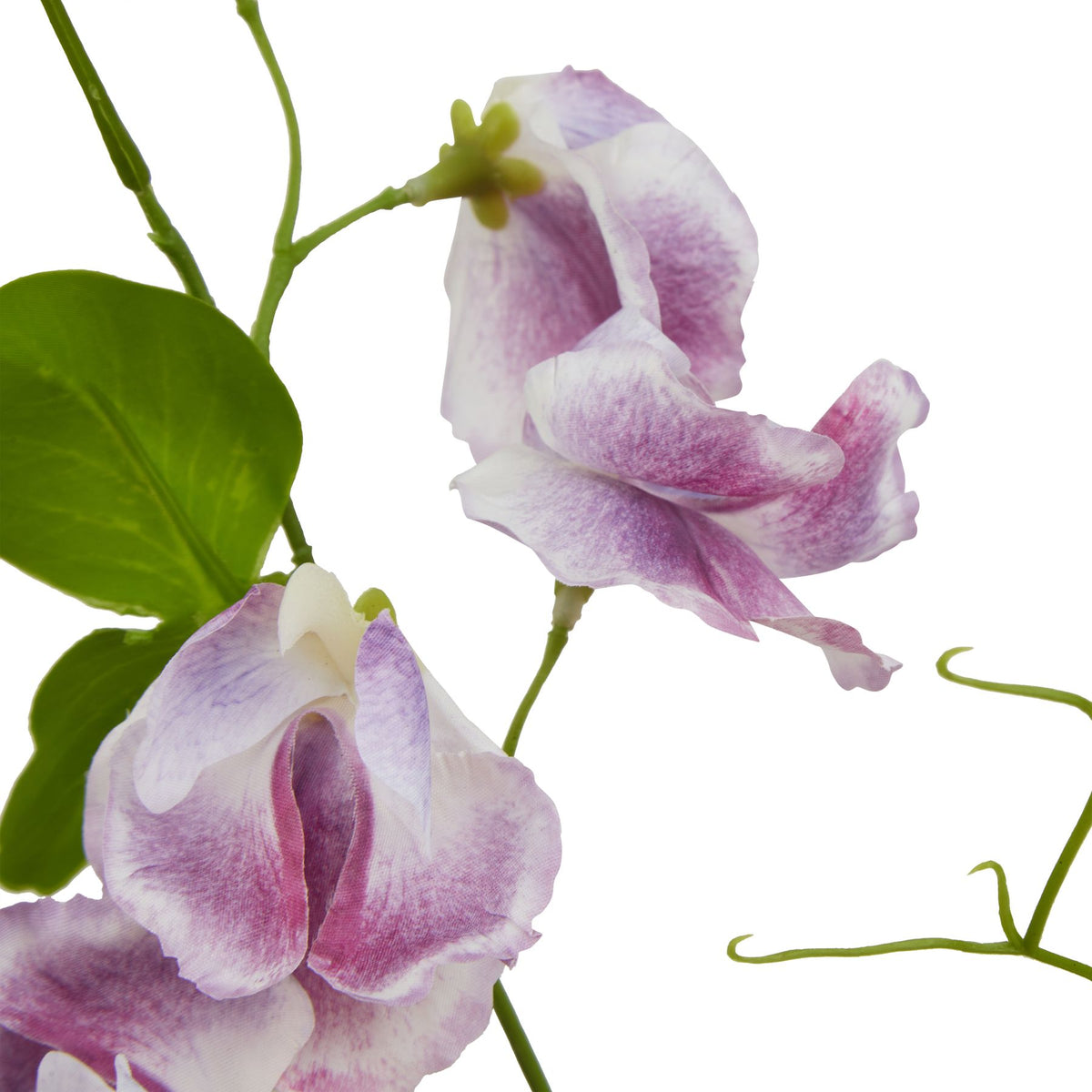 The Natural Garden Collection Purple Sweetpea Stem – alternate view 2