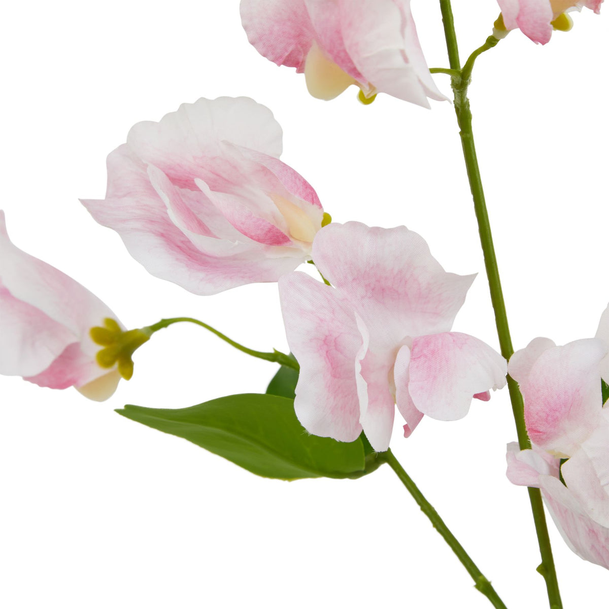 The Natural Garden Collection Pale Pink Sweetpea Stem – alternate view 2