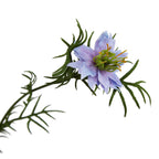 The Natural Garden Collection Purple Nigella Love In A Mist – alternate view 4