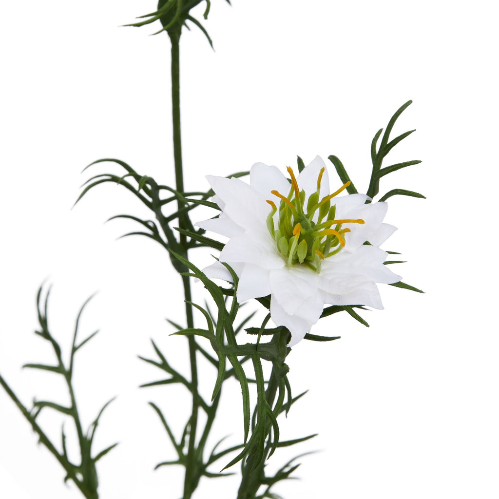 The Natural Garden Collection White Nigella Love In A Mist – alternate view 2