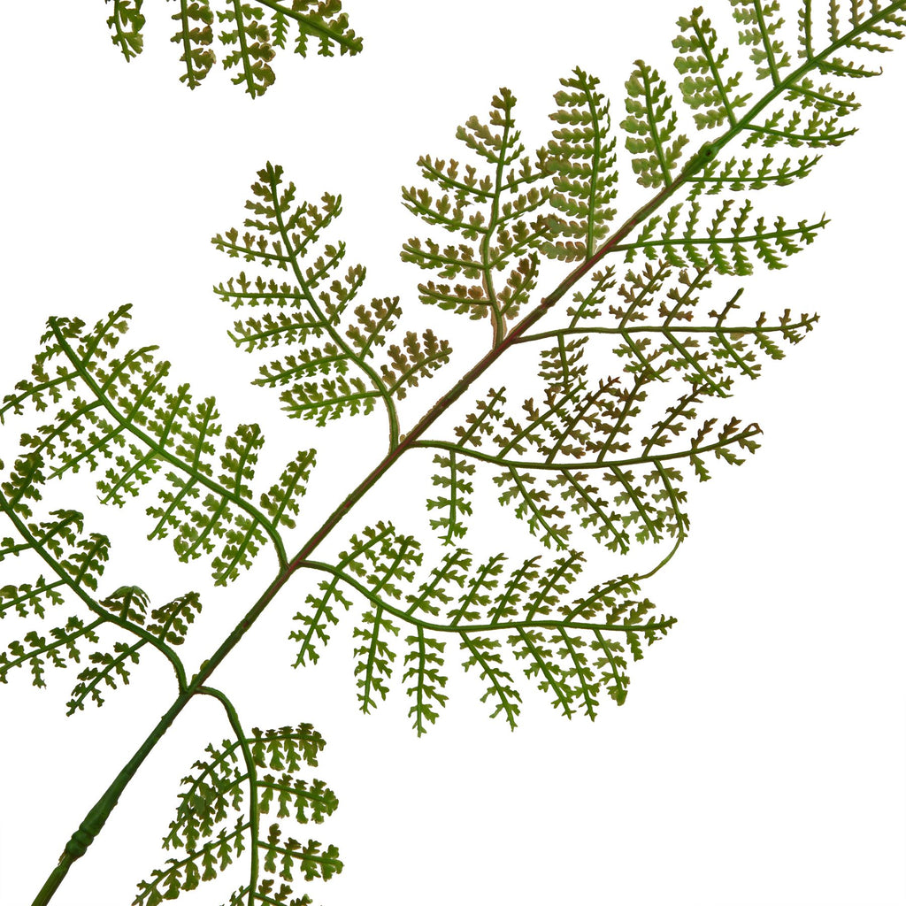 The Natural Garden Collection Large Bracken Fern Spray – alternate view 2