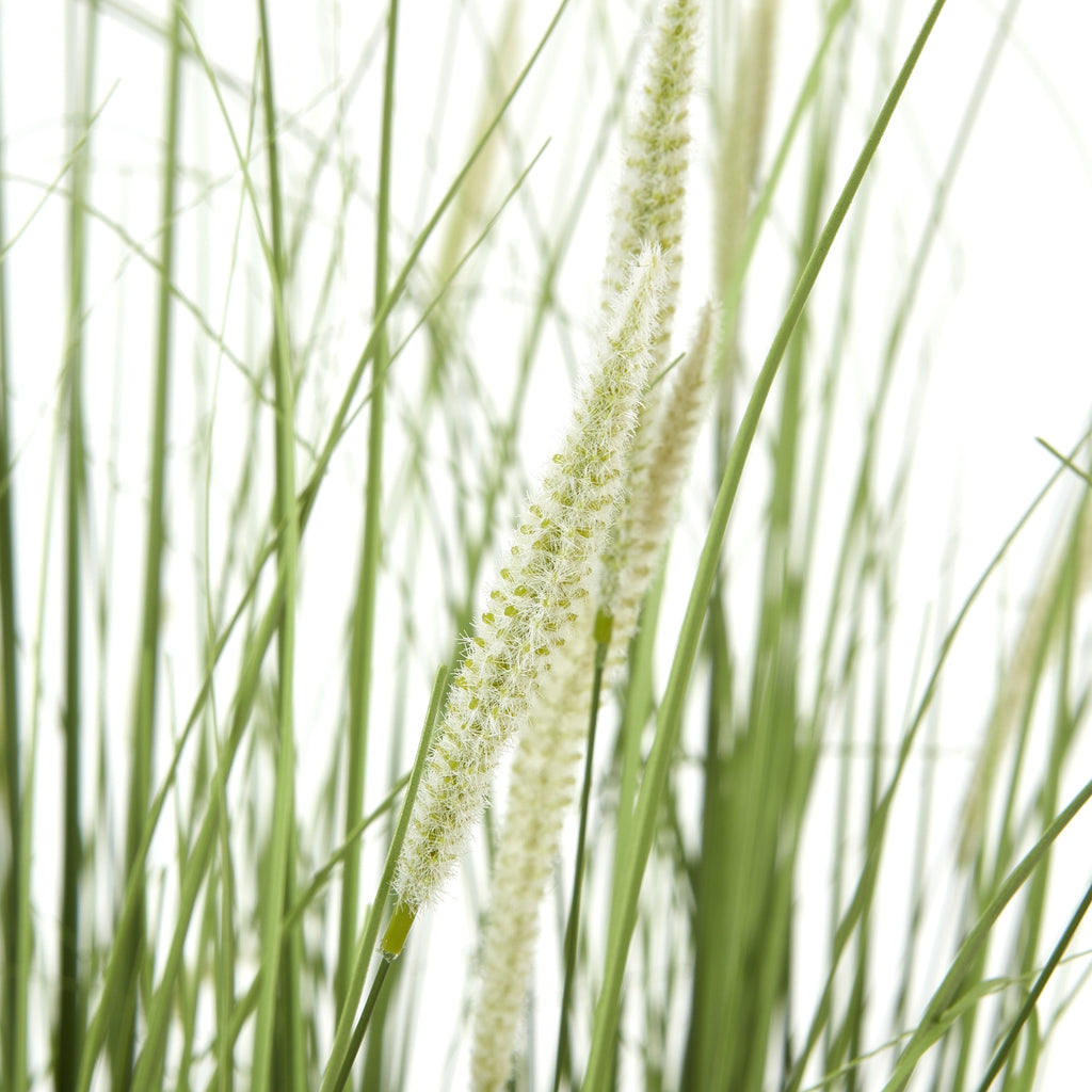 Large Onion Grass Plant In Pot – alternate view 2