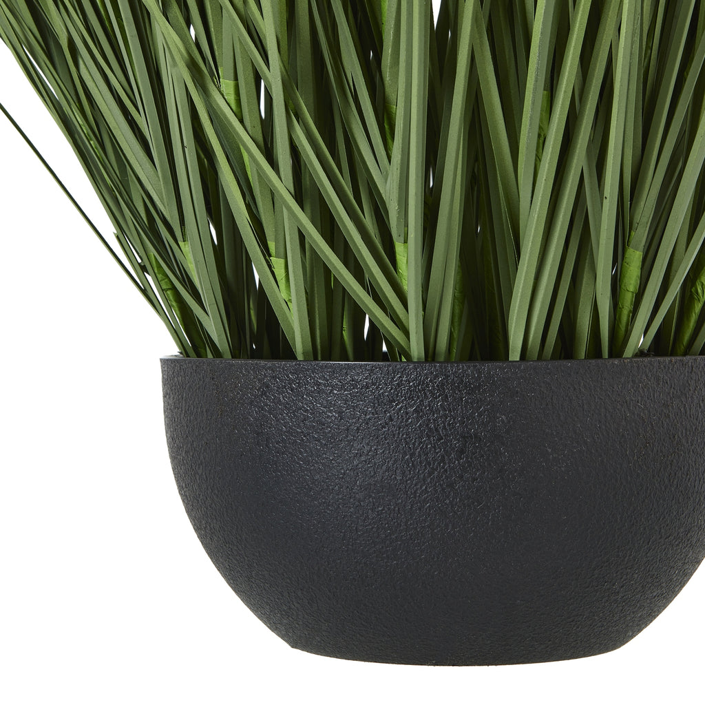 Large Onion Grass Plant In Pot – alternate view 3