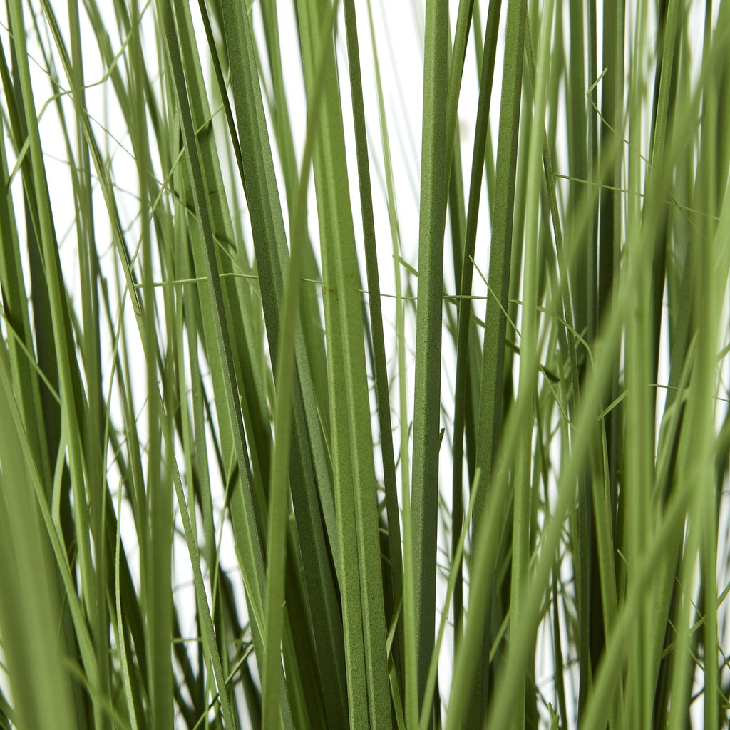 Large Onion Grass Plant In Pot – alternate view 4