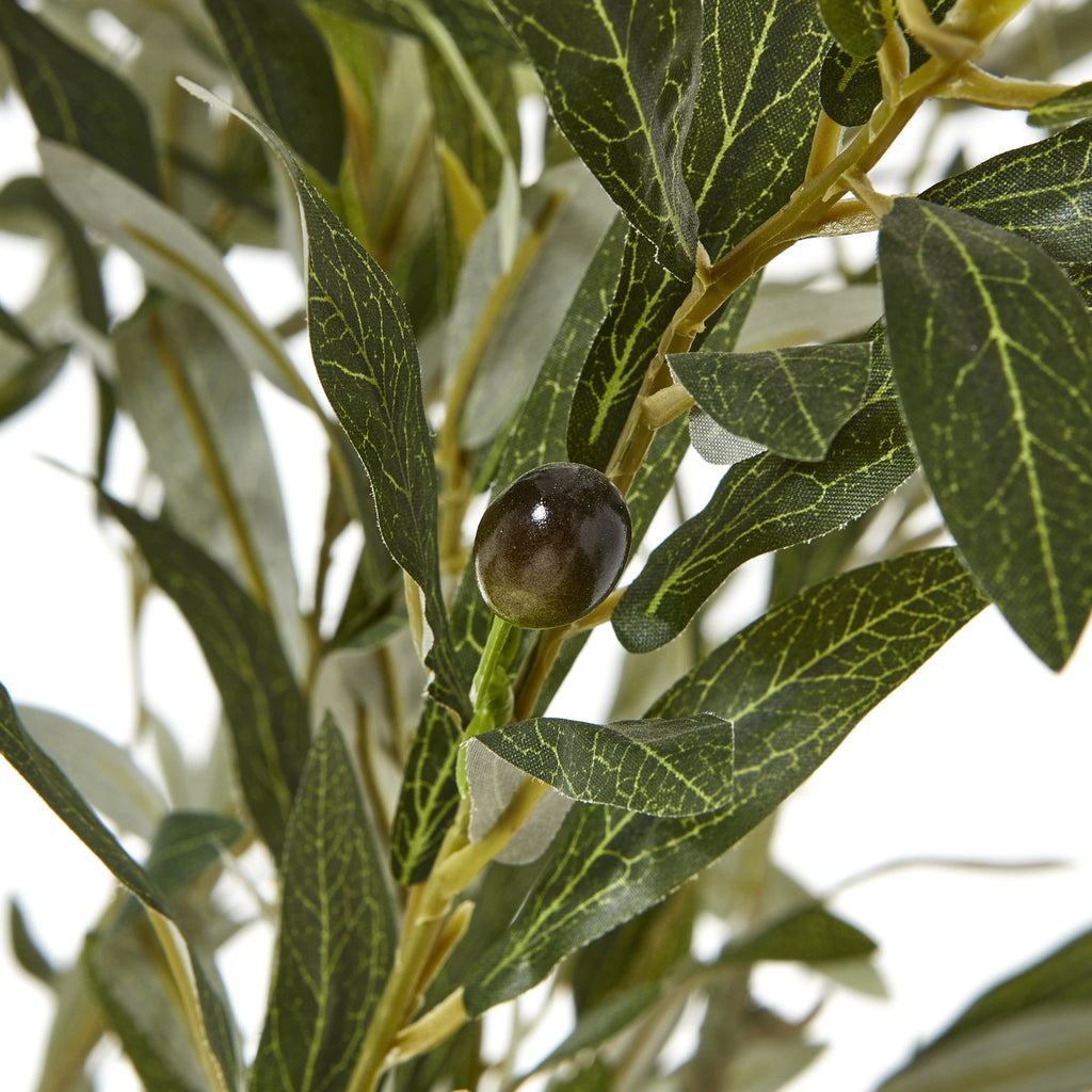 Apulia Olive Tree In White Pot 210Cm – alternate view 2