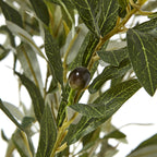 Apulia Olive Tree In White Pot 210Cm – alternate view 2