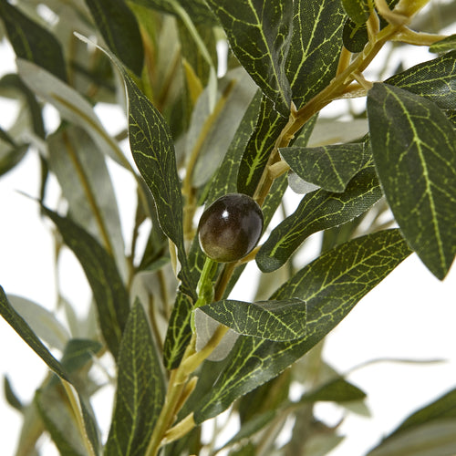 Apulia Olive Tree In White Pot 210Cm – alternate view 2