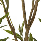 Apulia Olive Tree In White Pot 210Cm – alternate view 3