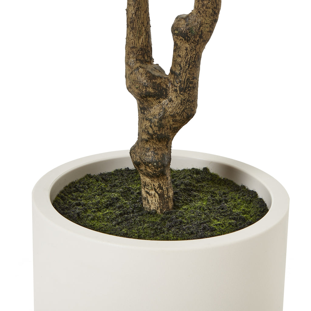 Apulia Olive Tree In White Pot 210Cm – alternate view 4