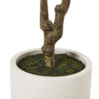 Apulia Olive Tree In White Pot 210Cm – alternate view 4