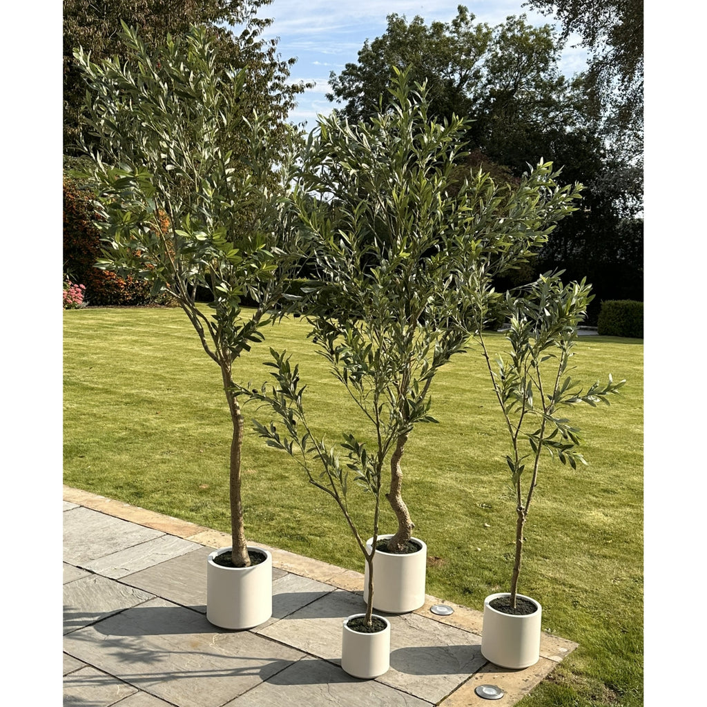 Apulia Olive Tree In White Pot 210Cm – alternate view 5