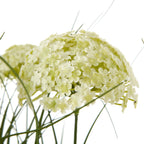 White Allium Plant In Pot – alternate view 2