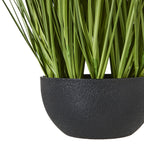 White Allium Plant In Pot – alternate view 4