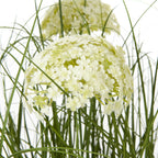 Large White Allium Plant In Pot – alternate view 2