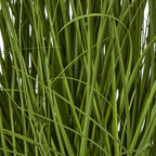 Large White Allium Plant In Pot – alternate view 3