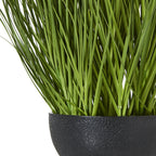 Large White Allium Plant In Pot – alternate view 4