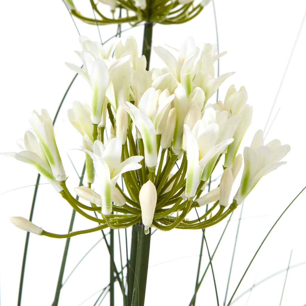 Large White Agapanthus Plant In Pot – alternate view 2
