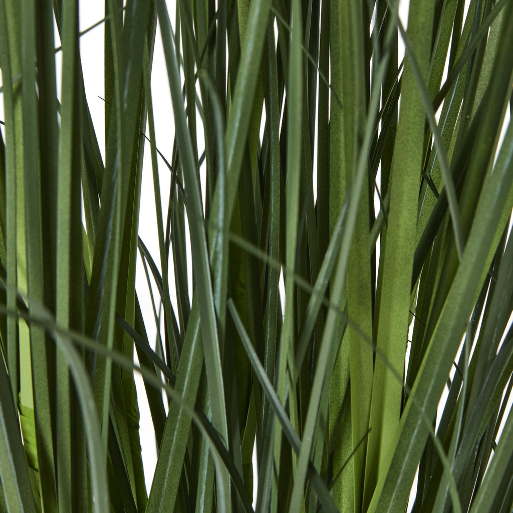 Large White Agapanthus Plant In Pot – alternate view 3