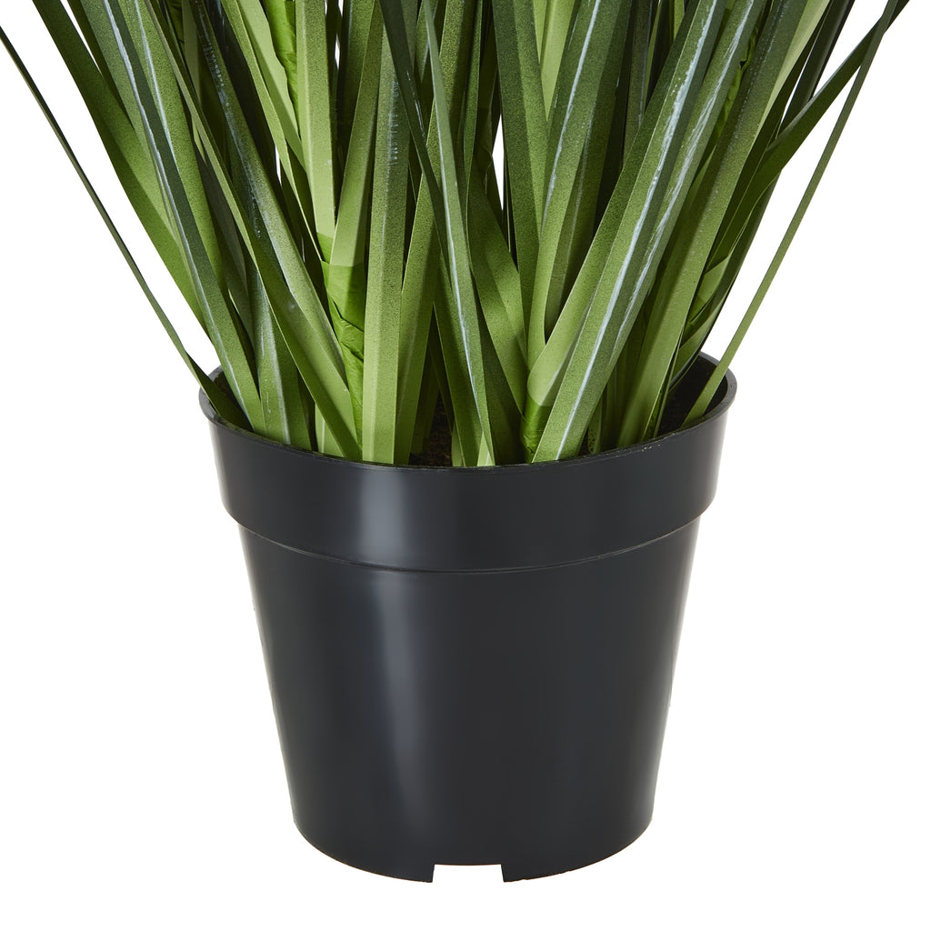 Large White Agapanthus Plant In Pot – alternate view 4
