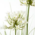 White Agapanthus Plant In Pot – alternate view 2