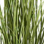 White Agapanthus Plant In Pot – alternate view 3
