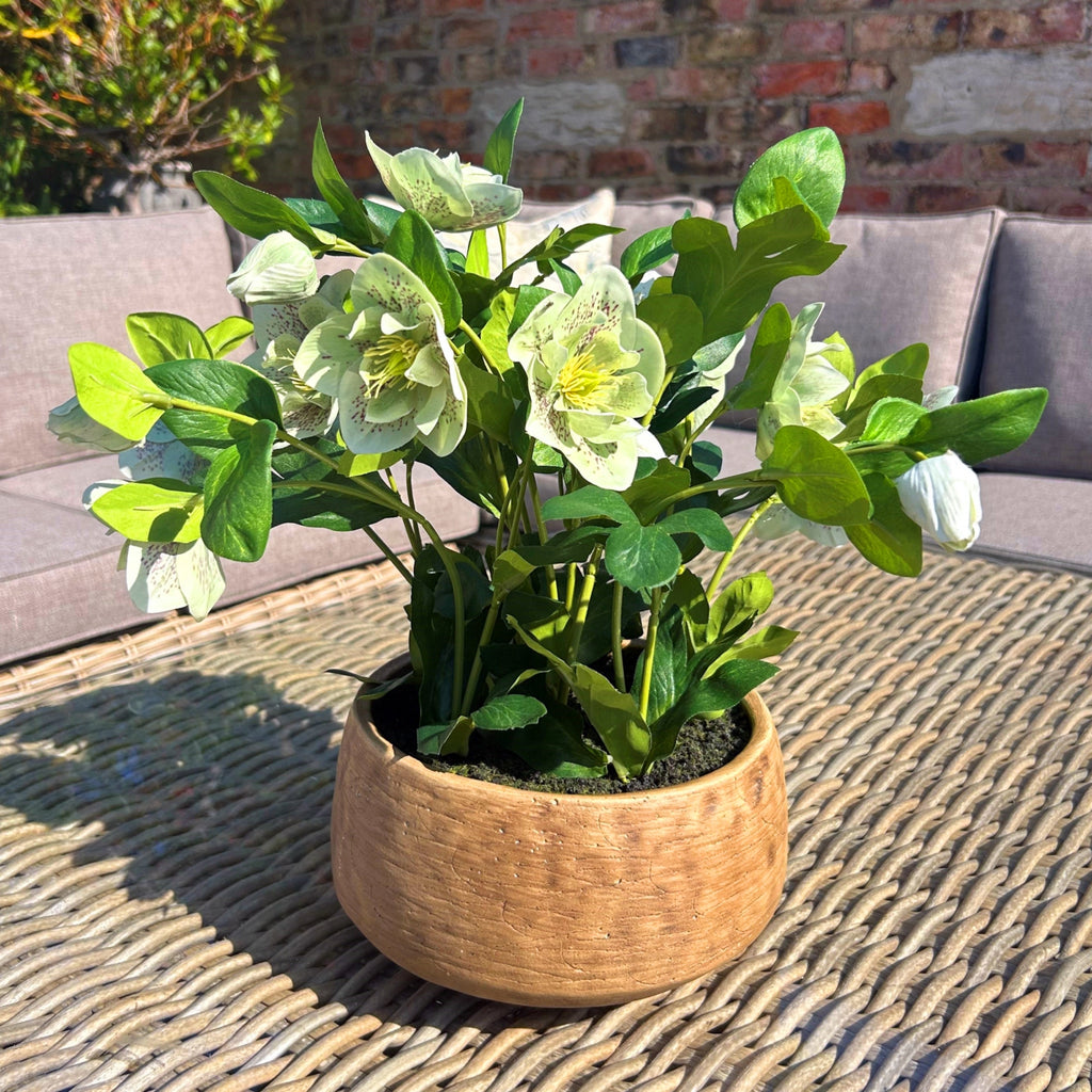 Green Hellebore Plant In Taupe Pot – alternate view 2