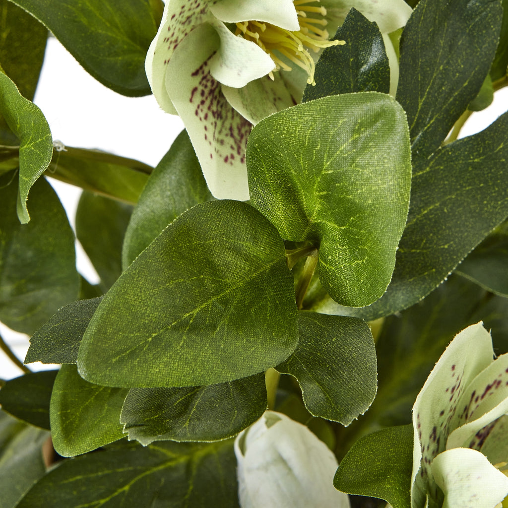 Green Hellebore Plant In Taupe Pot – alternate view 3