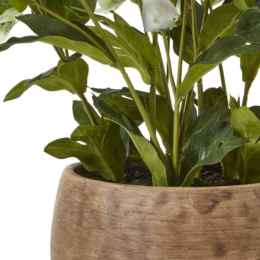 Green Hellebore Plant In Taupe Pot – alternate view 4