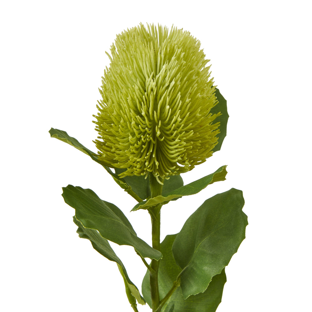 Green Banksia Stem – alternate view 2