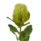 Green Banksia Stem – alternate view 2