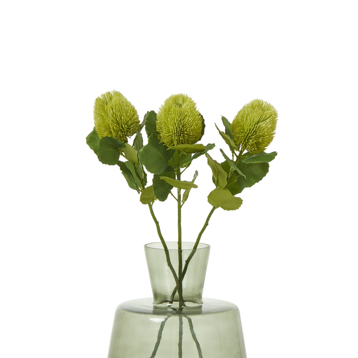 Green Banksia Stem – alternate view 3
