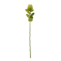 Green Banksia Stem