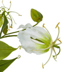 Cream Gloriosa Spray – alternate view 2