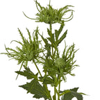 Green Sea Holly Spray – alternate view 2