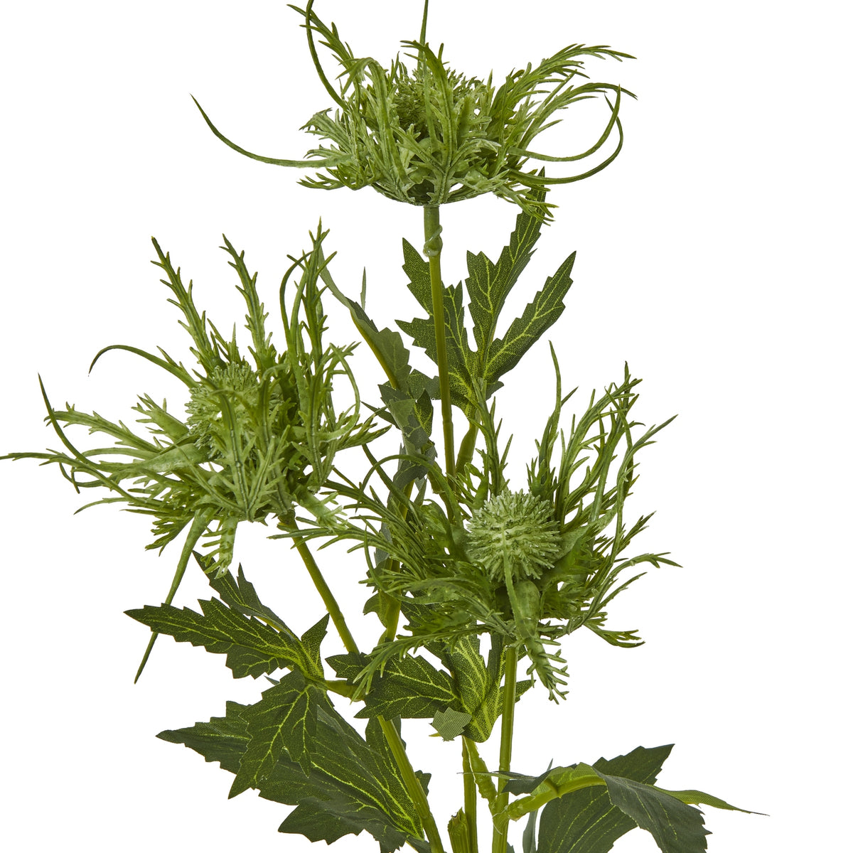 Green Sea Holly Spray – alternate view 2