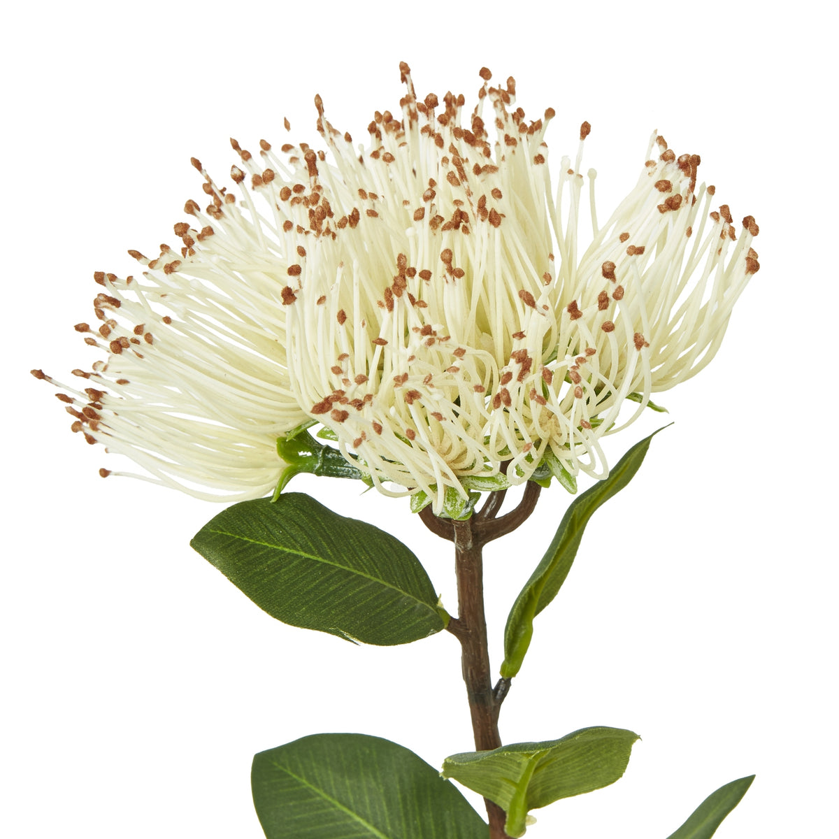 Cream Protea Nitida Stem – alternate view 2