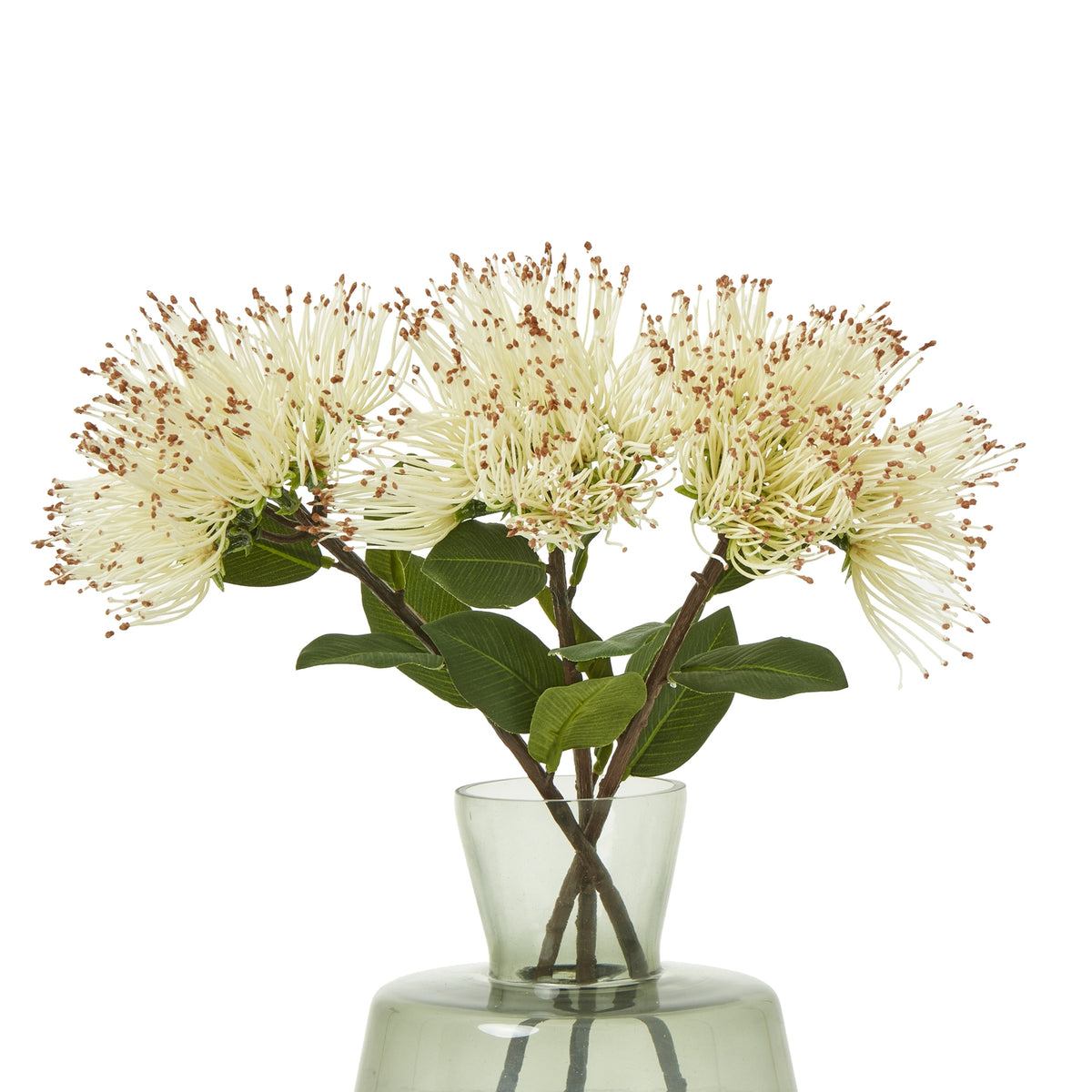 Cream Protea Nitida Stem – alternate view 3