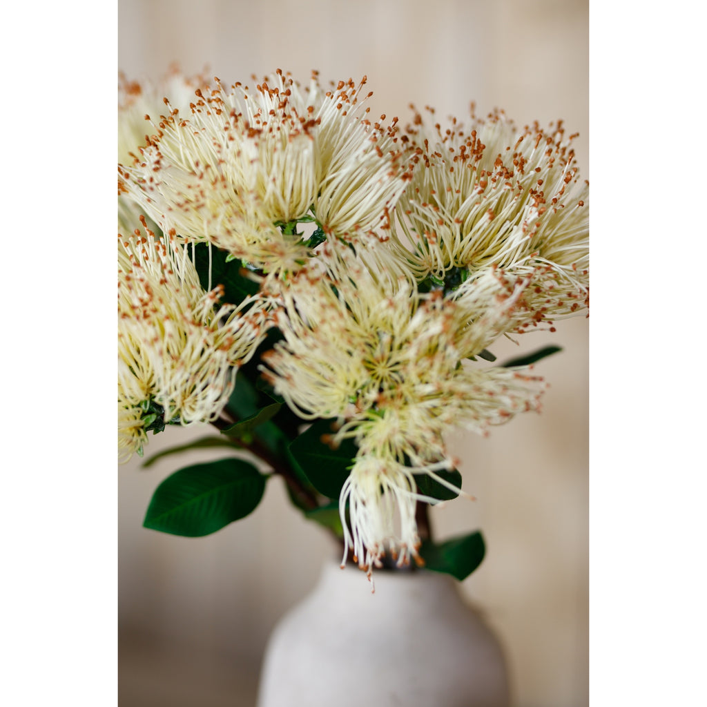 Cream Protea Nitida Stem – alternate view 5