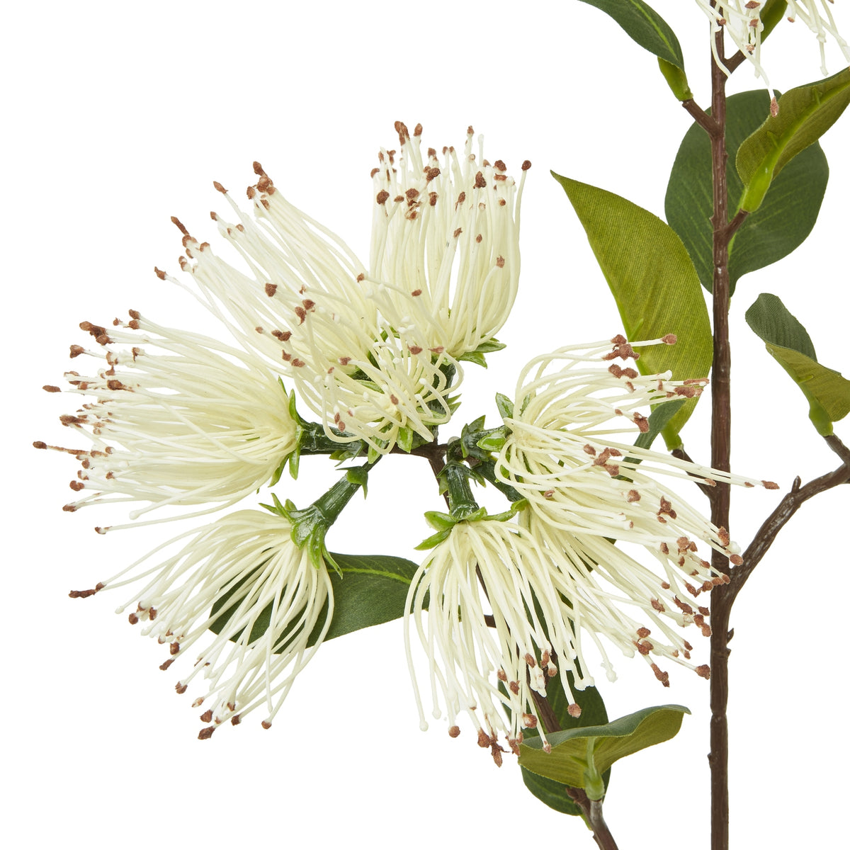 Cream Protea Nitida Spray – alternate view 2