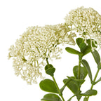 Cream Sedum Spray – alternate view 2